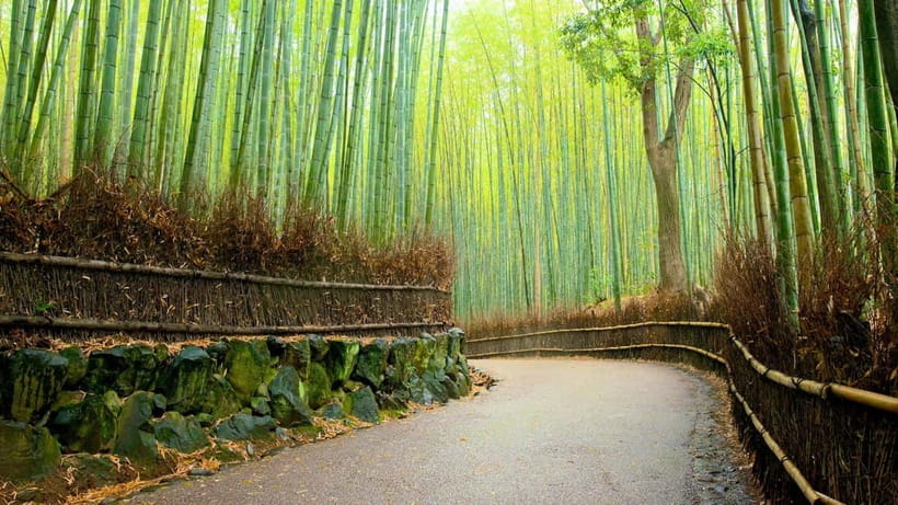 Private Tour to Monkey Park and Arashiyama Highlights - Meeting at Hankyu-Arashiyama Station