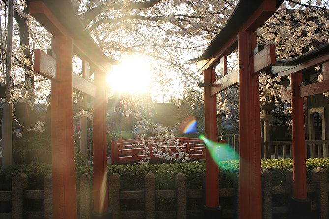 Private & Unique Kyoto Cherry Blossom "Sakura" Experience - Hanami under the blossoms
