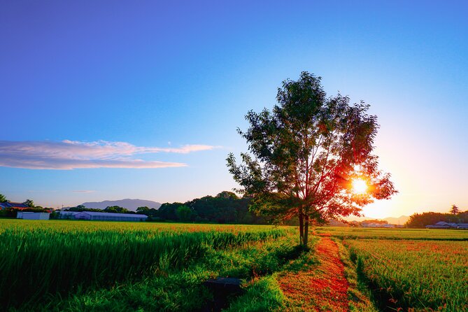 Scenic Green Tea Fields of Hidden Kyoto & Local Tea Exp (Private) - Ishitera Tea Plantation: the photo stop worth the drive
