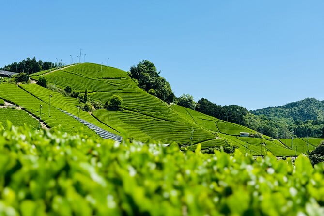 Slow Cycling Tour at Uji's Matcha Green Tea Fields and Heritage - Uji Shrine and Ujigami Shrine