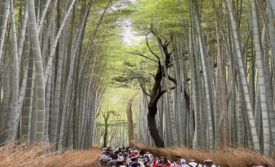 Treasures of Kyoto: Gion & historical Walking Tour - Hanamikoji Street, the heart of the Gion experience