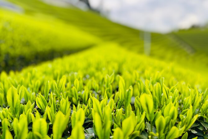 Uji and Wazuka Matcha Farm Half Day Private Guided Tour - Starting beside the Uji River