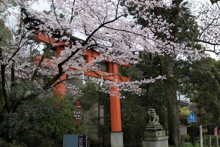 Uji: UNESCO Heritage & Tea Ceremony Walking Tour - Key points to know before booking